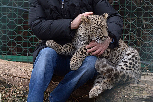 Владимир Путин во время посещения Центра разведения и реабилитации переднеазиатского леопарда, расположенного в Сочинском национальном парке.