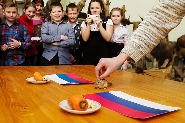 Песчанка, мышь из отряда грызунов предсказывает результат хоккейного матча Россия - Словения на Олимпиаде в Сочи.