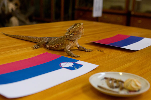 Варан - ящерица семейства варановых предсказывает результат хоккейного матча Россия - Словения на Олимпиаде в Сочи.