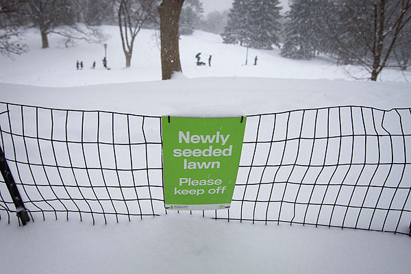 "Озимые" в Центральном парке Нью-Йорка.