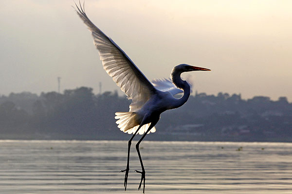 Цапля над водохранилищем Гуарапиранга в Бразилии.