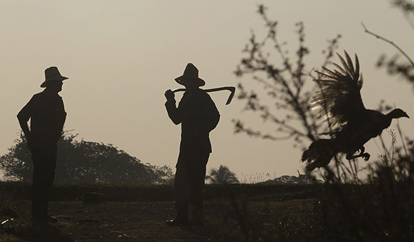 Работники табачной фермы на Кубе.