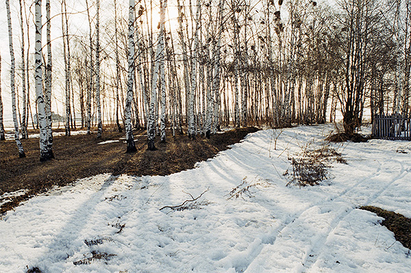 Весна в березовой роще в Ярославской области.