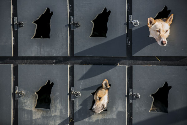 Ездовые собаки в ожидании начала гонки на Аляске.