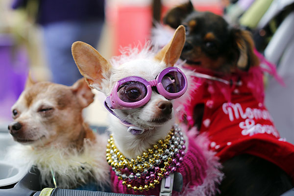 Чихуахуа Бьянка со товарищи на калифорнийском аналоге фестиваля Mardi Gras - Doggie Gras Parade.
