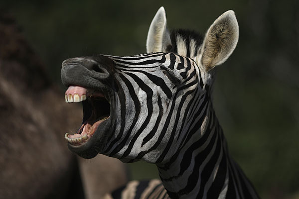 Зебра ржет в Portobello Resort (Бразилия). Во время ЧМ-2014 у здесь будет базироваться сборная Италии по футболу.