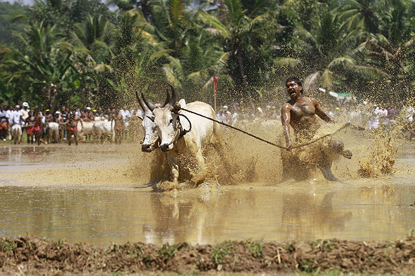 Индийское родео с буйволами.