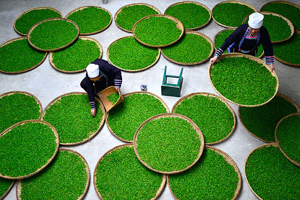 Китайские женщины дун во время сбора чая.