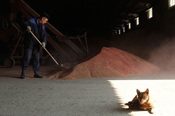 Фермер одного из хозяйств Ставропольского края убирает ячмень в хранилище.
