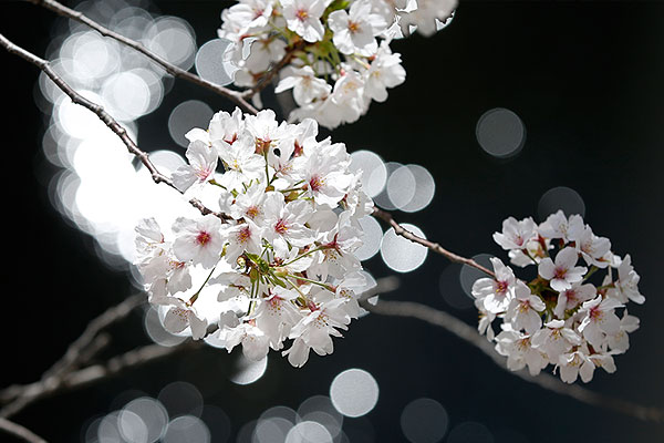 Цветущие деревья сакуры в Токио.