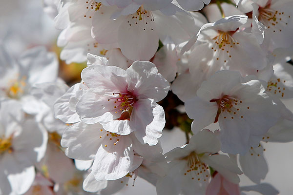 Цветки сакуры.