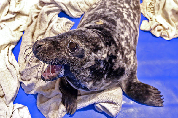 Тюлень в центре реабилитации ластоногих на территории очистных сооружений петербургского Водоканала в Репино.