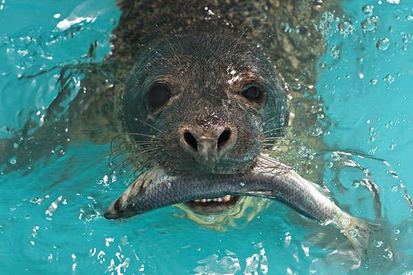 Тюлень в центре реабилитации ластоногих на территории очистных сооружений петербургского Водоканала в Репино.