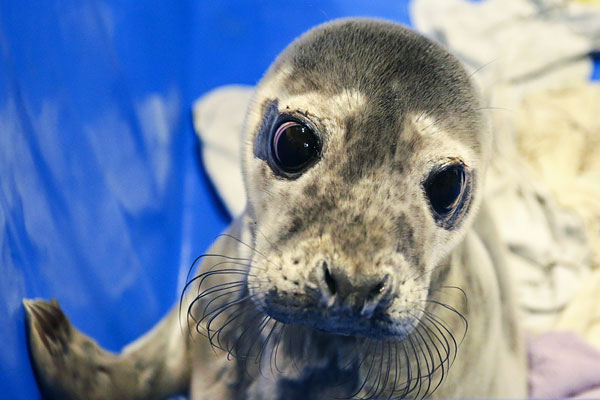 Тюлень Аврора в центре реабилитации ластоногих на территории очистных сооружений петербургского Водоканала в Репино.