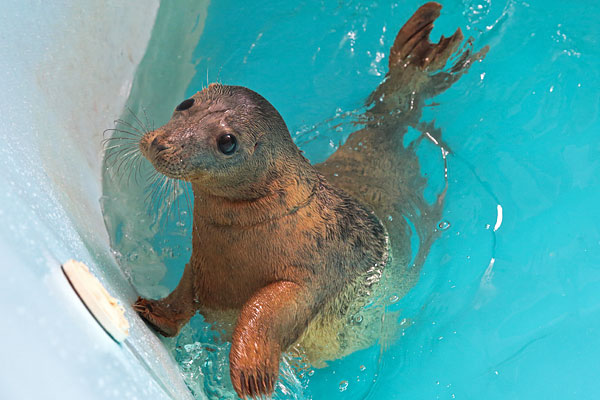 Тюлень в центре реабилитации ластоногих на территории очистных сооружений петербургского Водоканала в Репино.