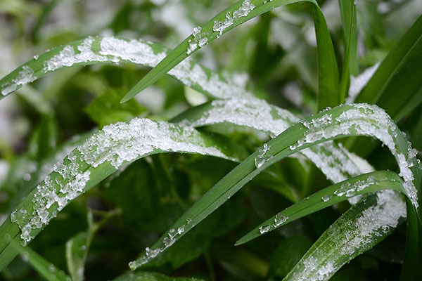 Прошедшая ночь в Москве стала самой холодной с начала мая, температура в регионе опустилась на 5-6 градусов ниже климатической нормы.