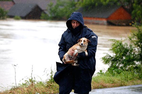Сербский полицейский эвакуирует собаку.