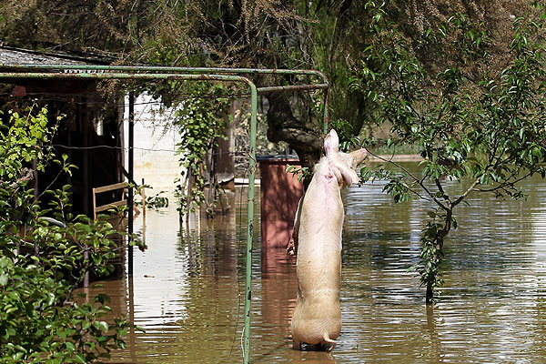 Мертвая свинья в затопленном дворе сербского городка Обреновац.