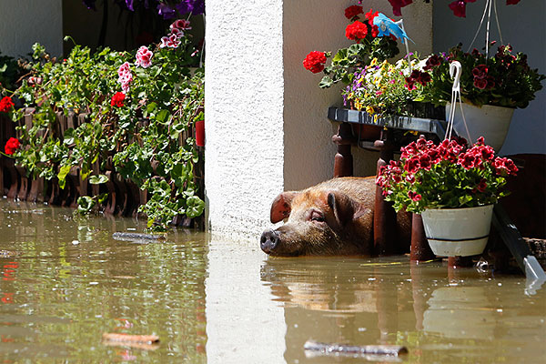 Свинья ждет спасения.