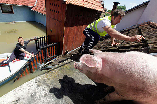 Мужчины пытаются снять с крыши свинью.