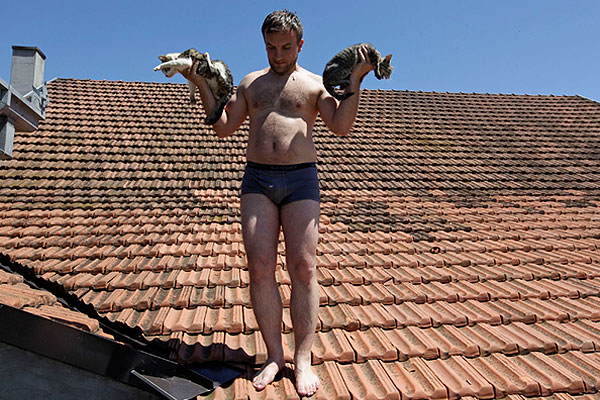 "Коты на раскаленной крыше". Спасены.