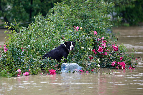 Город Обреновац. Пес в ожидании спасения.