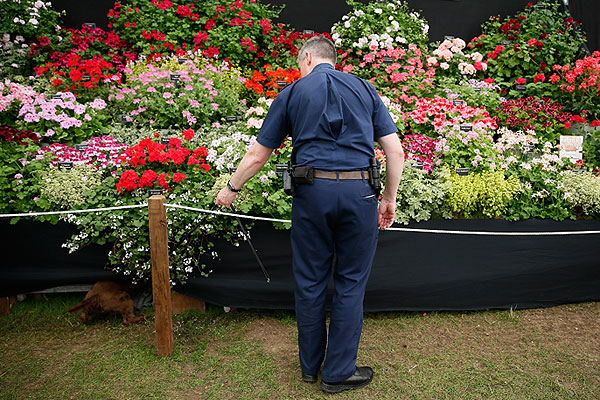 Сотрудник службы безопасности перед цветочным стендом. В левом нижнем углу на фотографии можно разглядеть собачий хвост. Собака-ищейка проверяет территорию.