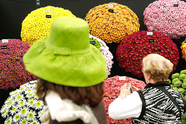 Посетительницы выставки осматривают стенд с хризантемами.