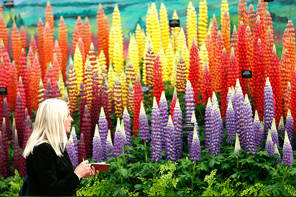 Стенд с люпинами.