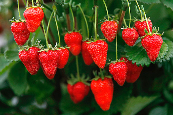 Клубничная конструкция.