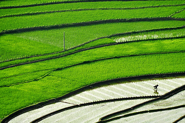 Рисовые ландшафты провинции Сычуань.