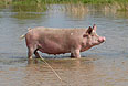 Свиньи с поросятами в затопленном селе.