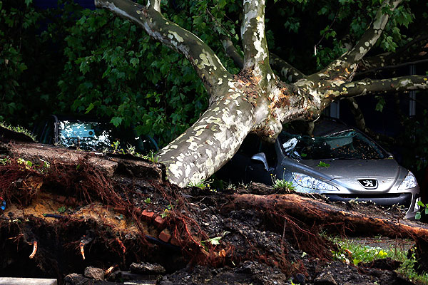 Дерево повалило прямо на автомобиль.