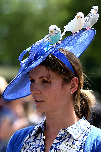 Три волнистых попугайчика на шляпе Рэйчел Парсонс.