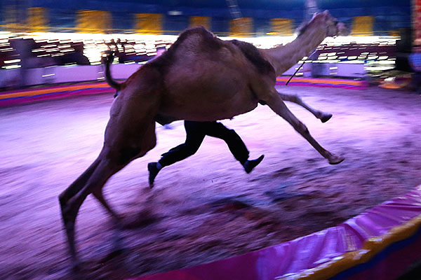 Сколько ног у верблюда в мексиканском цирке?