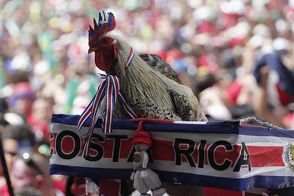 Петух наблюдает за матчем Коста-Рики против Голландии.