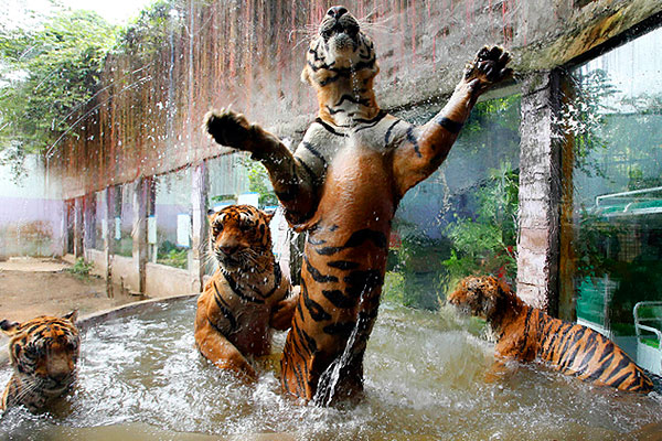 У бенгальских тигров в зоопарке Манилы банный день.