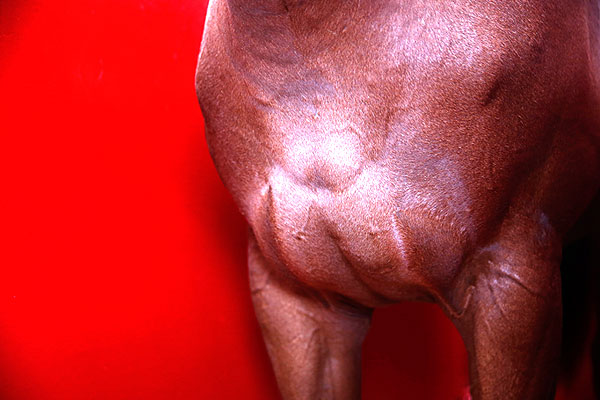 Фрагментальный снимок аргентинской лошади, которую привезли в Испанию на чемпионат по поло.