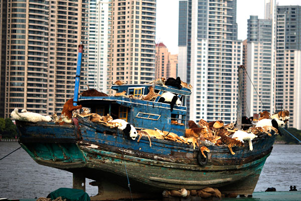 Инсталляция китайского художника называется "Девятый вал", 99 чучел искусственных животных символизируют побег от внешней среды.