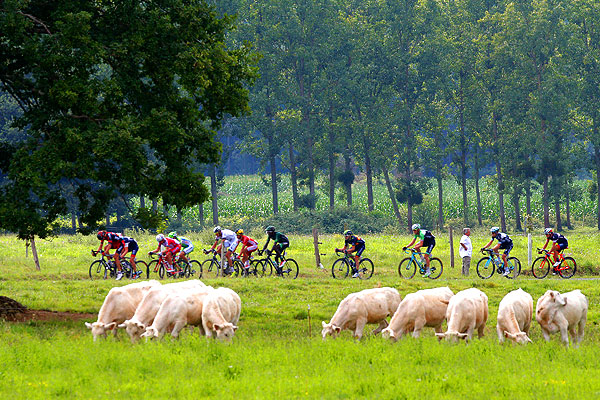 Кто-то пасется, а кто-то крутит педали. Буколические картины "Тур де Франс 2014".