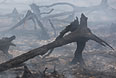Выгоревший лес в результате торфяного пожара у деревни Старое Мелково.