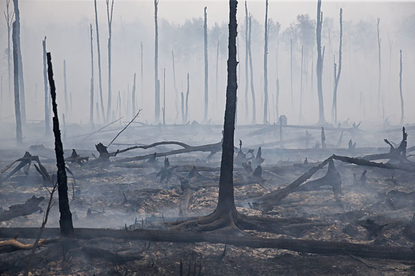 Выгоревший лес.