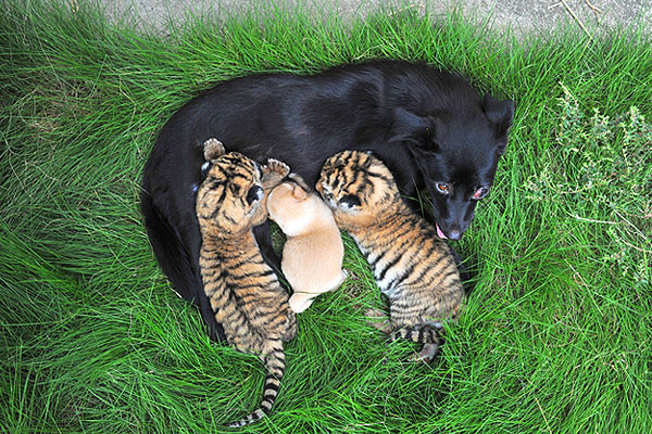 Приемные тигрята одной китайской собаки.