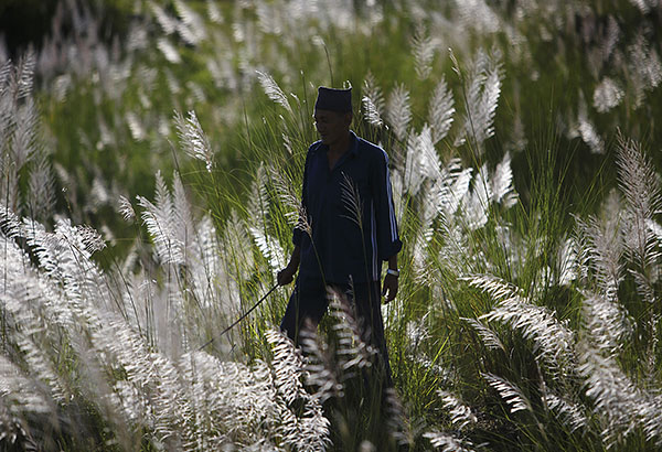 Мужчина бредет по полю за своим стадом. Катманду.