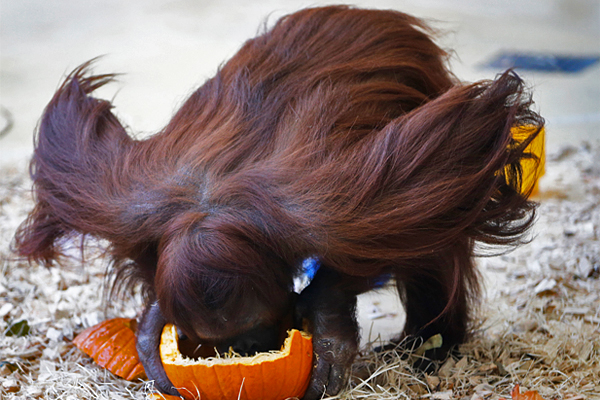 Орангутанг пьет воду из тыквы во время завтрака в канун Хэллоуина в Шёнбруннском зоопарке в Вене.