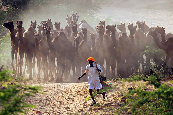 Пастух ведет верблюдов на животноводческую ярмарку в индийском штате Раджастан.