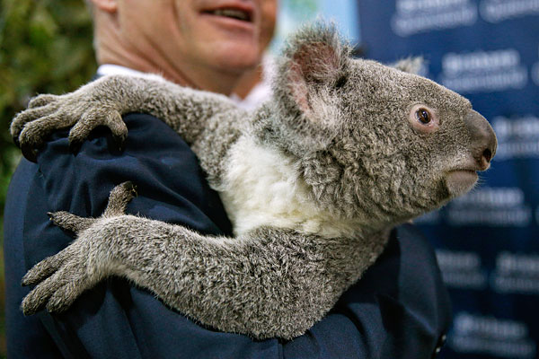 Коала в медиа-центре саммита G20 в Брисбене.