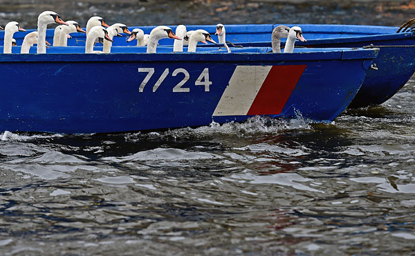 Переселение лебедей в Гамбурге. Внутреннее озеро Альстер зимой частично замерзает, поэтому птиц перевозят на соседнее озеро, где о них будут заботиться до весны.