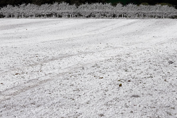Поле и деревья под слоем известняка. Северная Ирландия