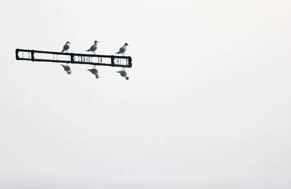 Чайки на озере. Эссекс, Англия